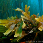 Apprenez à cueillir les algues avec NandiniWavesDanse